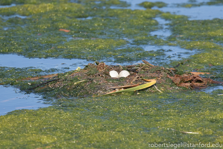 emily renzel wetlands